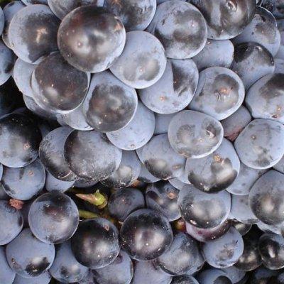 Ruta del Vino Manchuela